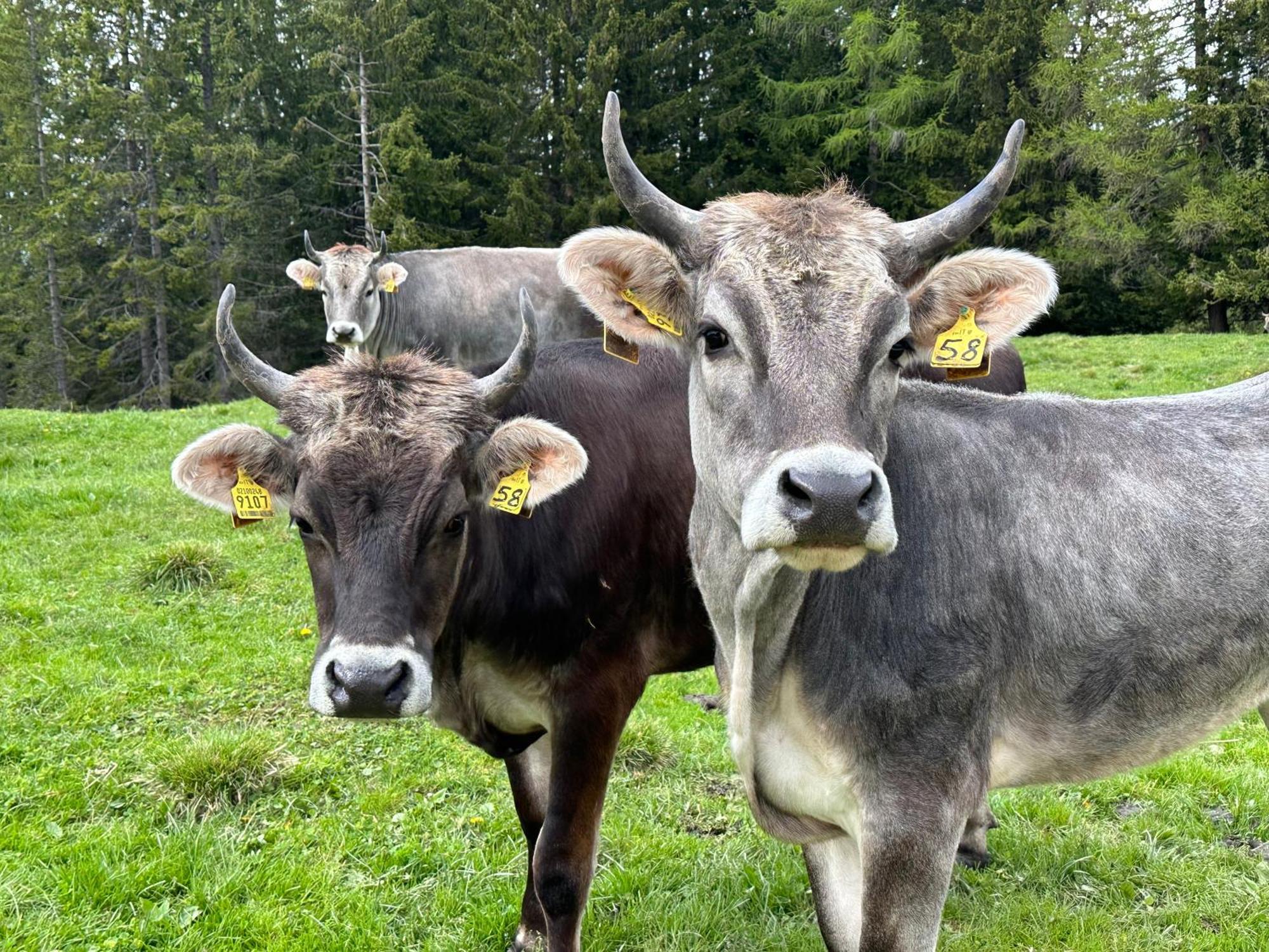 Haus Santner Lägenhet Fiè Exteriör bild